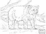 Coloring Bear Pages Realistic American Printable Akita Animal Supercoloring Color Bears Getcolorings Polar Colouring Books Drawing Panda Breed Dog Embroidery sketch template