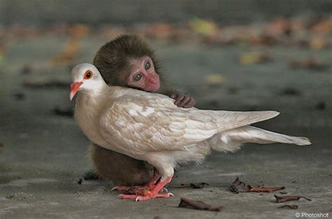animals showing love