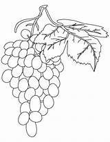 Grapes Weintrauben Uvas Ausmalbild Q1 sketch template