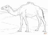 Dromedar Dromedario Colorear Ausmalbild Realista Dromedary Realistisches Zeichnen Kamele sketch template