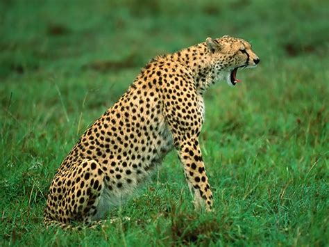 cheetah animal state