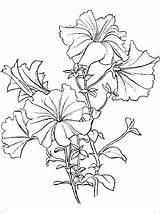 Petunia Coloring Pages Para Flower Drawing Kids Dibujos Drawings Flowers Flores Pintar Choose Board Embroidery Patterns Outline sketch template