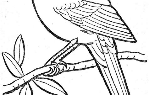 red robin bird coloring pages jesyscioblin