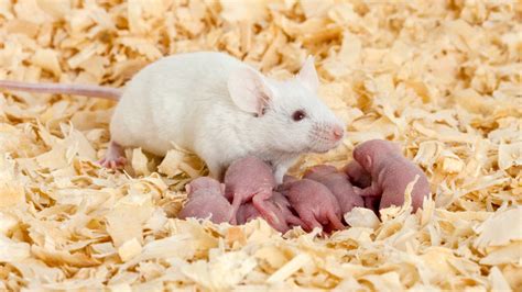 reasons   mice arent breeding
