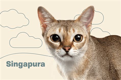 singapura cat price malaysia kaitlin swenson