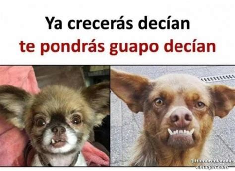 Memes De Perros Ximagen