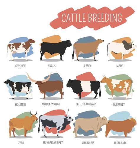 20 Different Types Of Cows From Around The World Chart – Nayturr