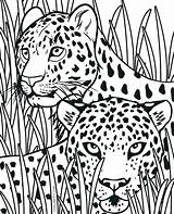 Cheetah Coloring Pages Realistic Printable Animal Cub Print Kids Tribal King Cheetahs Color Getcolorings Sheets Getdrawings Pic Cubs Book Colorings sketch template