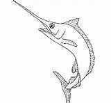 Espada Pez Peixe Pesce Spada Swordfish Espadon Espasa Peix Dibuix Stampare Colorier Dibuixos Acolore sketch template