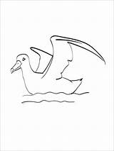 Coloring Albatross Pages Water Coloringbay Template sketch template