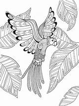 Bird Coloring Pages Paradise Mandala Ausmalbilder Erwachsene Mandalas Drawing Doverpublications Printable Colouring Sheets Adult Outline Color Eye Dekoking Samples Getcolorings sketch template