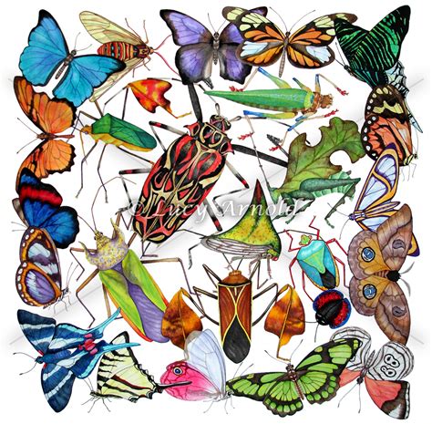 bugs butterflies fine art  lucy arnold