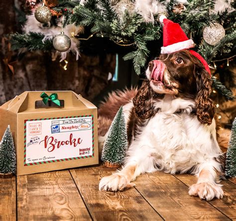 pet personalised christmas gift box dog christmas gift box etsy