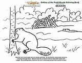 Coloring Book Wolf Beavers Beaver Wild sketch template