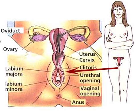 Human anatomy sex
