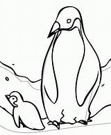 Penguin Baby Penguins Coloring Pages Cute Printable Emperor Sheets Kids Color King Christmas Animal Clipart Outline Printables Colouring Two Little sketch template
