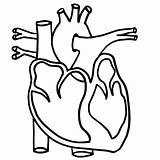 Hearts Clipart Coloring Heart Cliparts Pages Colouring Library Human sketch template