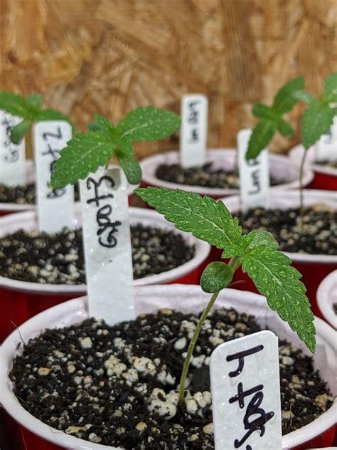 seedlings week  hightops cannabis dispensary