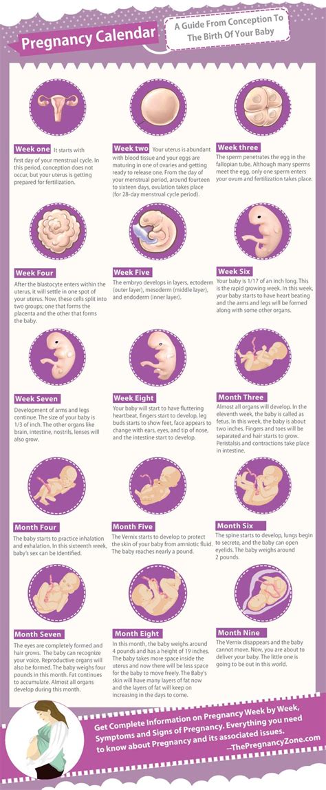 guide  conception   birth   baby pregnancy pregnant