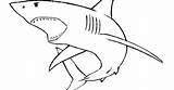 Shark Mouth Open Template Coloring Pages sketch template