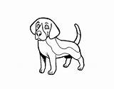 Beagle Dog Coloring Coloringcrew Book sketch template