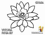 Flower Lily Guyana Coloring Pages Flowers Tropical Drawing Kids Printable Clipart Cliparts Victoria Symbols Stencil Pad Cartoon Colouring Calla Lotus sketch template