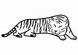 Tiger Tijger Coloring Sleeping Slaapt Animal Kleurplaat Printen Om Te Printable sketch template
