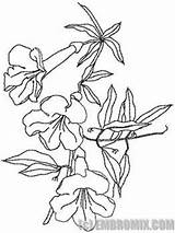 Trumpet Flower Drawing Flowers Vines Getdrawings sketch template