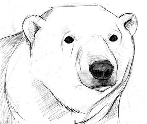 polar bear face drawing google search polar bear drawing bear face