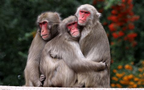 Female Japanese Macaques Use Red Coloration To Signal