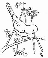 Robin Birds Worm Seeds Bestcoloringpagesforkids sketch template