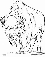 Bison Doverpublications Haven Dover Mammals Visit sketch template