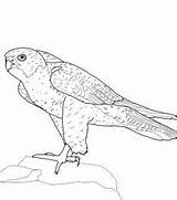 Falcon Peregrine Coloring Pages Getcolorings Bird Getdrawings sketch template
