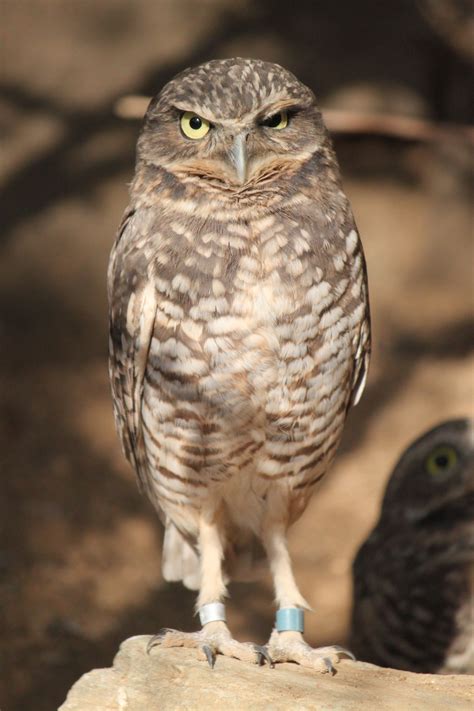burrowing owl  stock photo public domain pictures
