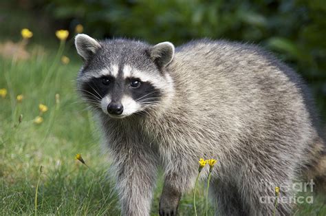 North American Raccoon Photograph By Sean Griffin
