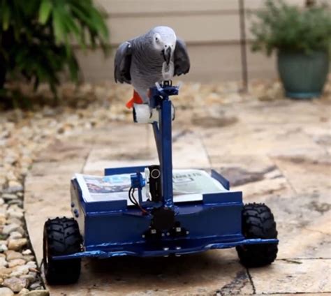 bird buggy  parrot controlled robotic vehicle pets parrot pet parrot toys