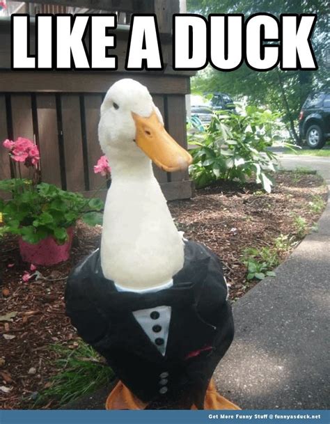 30 Very Funny Duck Meme Pictures And Photo