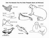 Coloring Sea Seals Pinnipedia Lions Walrus Pinnipeds Animal Group Exploringnature Pdf Order Nature Return Educational Support Exploring Printing sketch template