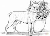 Coloring Dog Pages Boston Terrier Adults Dogs Realistic Book Puppy Printable Print Super Adult Kids Boxer Animal Supercoloring Colouring Bestcoloringpagesforkids sketch template