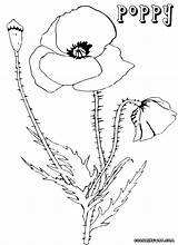 Poppy Coloring Pages Colorings sketch template