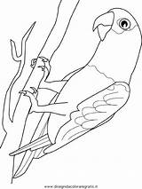 Perroquet Gabon Oiseaux Parrot Animali Papagaj Papageien Pappagalli Oiseau Ausmalen Graupapagei Ptaki Kolorowanki Ausmalbild Ausdrucken sketch template