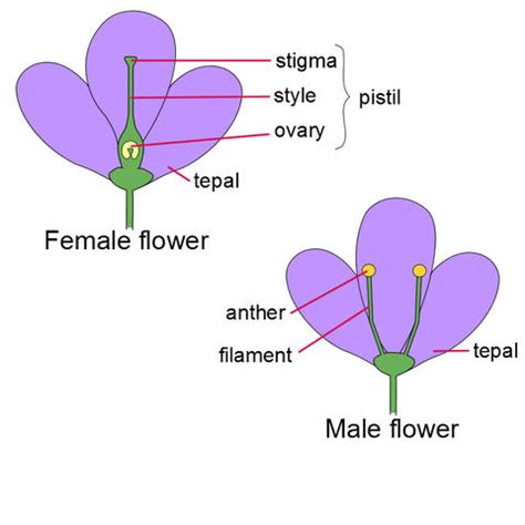 flower   male  female parts chapter  angiosperm reproduction    male