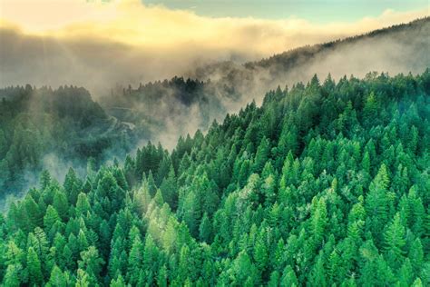 coast redwood green foothills