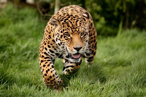 hd wallpaper jaguar cats nature