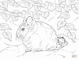 Coloring Chinchilla Pages Tailed Short Drawing sketch template
