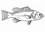 Fisch Malvorlage Pesce Pez Ausmalbild Fisk Ausmalen Schulbilder Edupics Unterricht sketch template