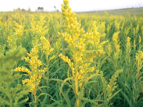 goldenrod  ragweed   allergies   benefits