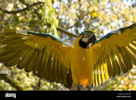 parrot wings spread outdoors stock photo alamy