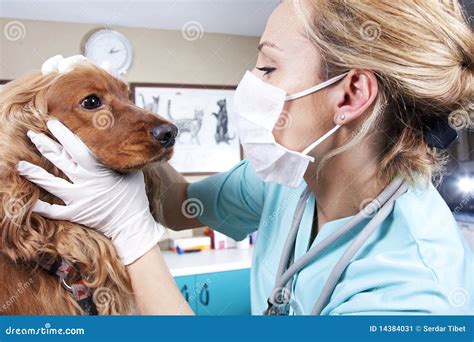 veterinarian doctor stock image image