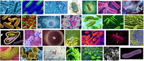 meanings  bacteria poly meanings